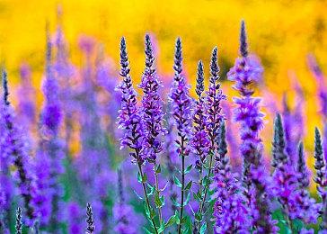 《赛博朋克2077》现已回归索尼PlayStation商店